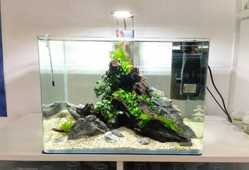 aae420184eba775fa26b167d8b553d32--aquarium-design-aquarium-ideas.jpg