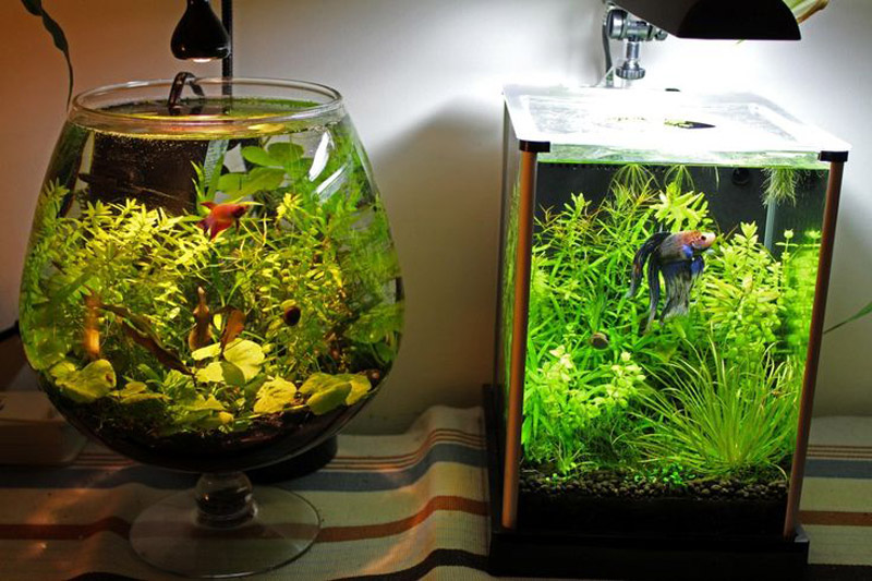 d063d501cffb9170ecf5f2b1a92507b0-planted-aquarium-aquarium-fish.jpg