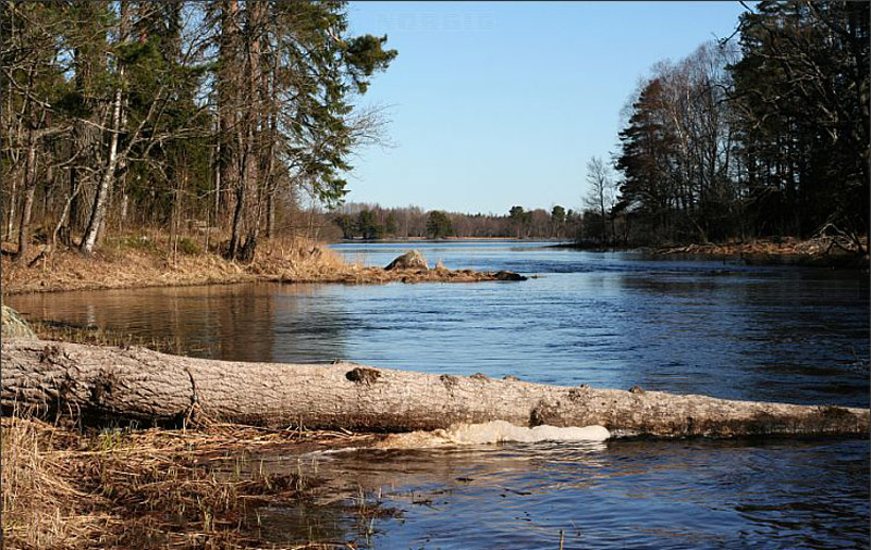 g_Beaver_felled_tree_trunk_in_river_154180663529020377.jpg