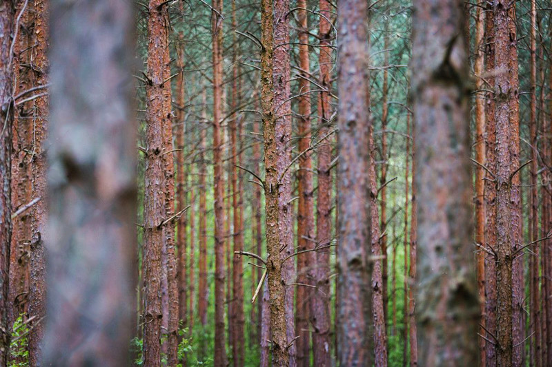 depositphotos_113738234-stock-photo-tree-trunks-in-forest.jpg