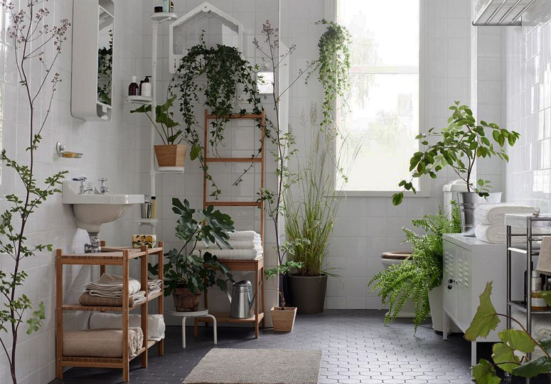 bathroom-plant-featured-image.jpg